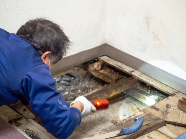 Best Mold Testing  in Munday, TX