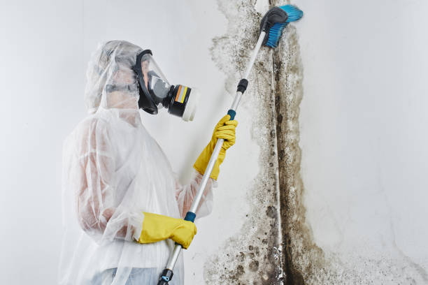 Best Residential Mold Removal  in Munday, TX