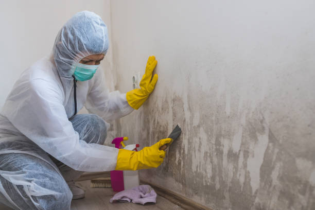 Best Certified Mold Removal  in Munday, TX