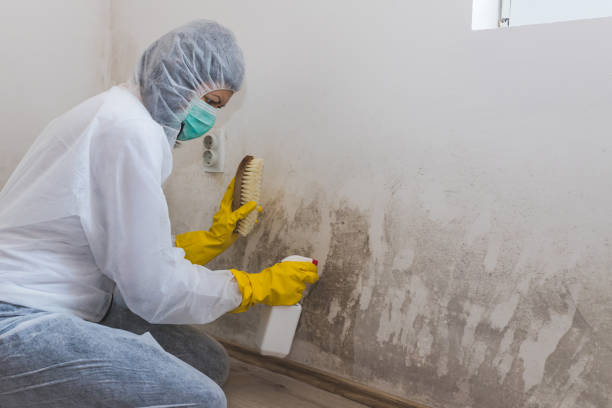 Certified Mold Removal in Munday, TX