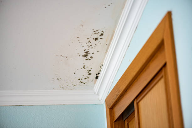 Best Fast Mold Removal  in Munday, TX
