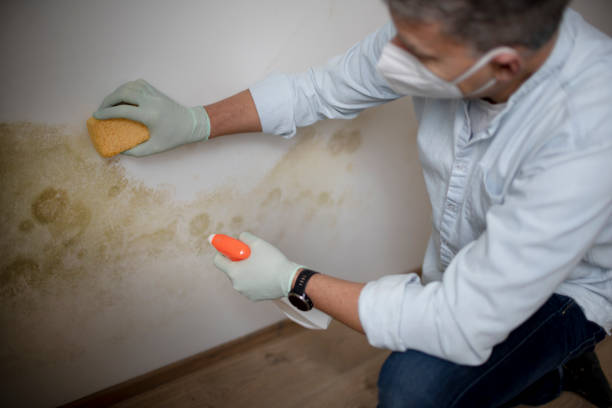 Best Same-Day Mold Removal  in Munday, TX