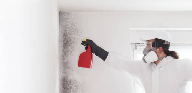 Best Mold Damage Repair  in Munday, TX