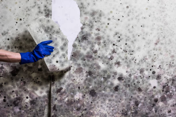 Crawl Space Mold Removal in Munday, TX