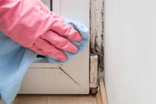 Reliable Munday, TX Mold Removal Solutions