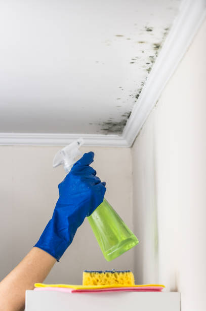 Best Commercial Mold Removal  in Munday, TX